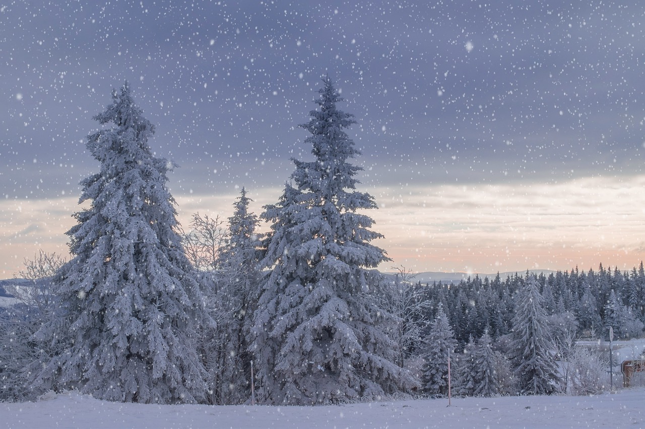 winter landscape, trees, frost-4532412.jpg